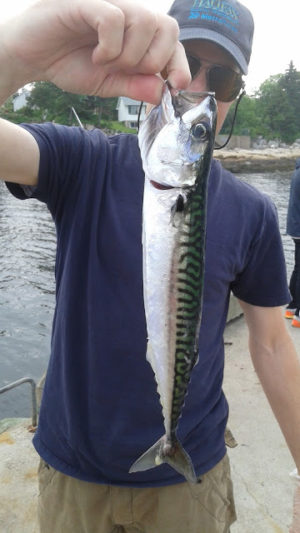 where-can-i-go-mackerel-fishing-in-halifax-worldwide-tent-campers